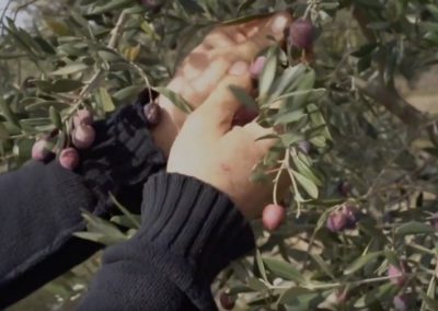 Video filiere olives AOP Haute Provence
