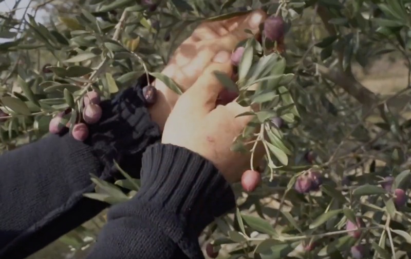 Video filiere olives AOP Haute Provence